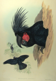John Gould's Birds of Australia